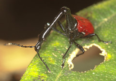 Trachelophorus giraffa