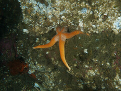 Henricia