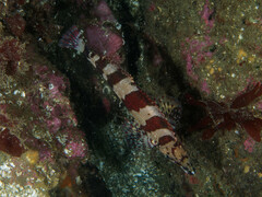 Oxylebius pictus
