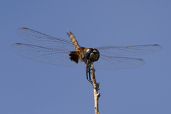 Macrodiplax balteata