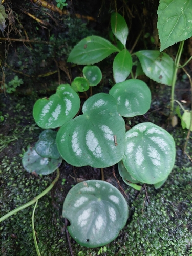 Peperomia connixa