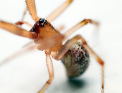 Cryptachaea veruculata