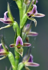 Prasophyllum fitzgeraldii