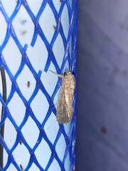 Spodoptera eridania