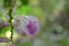 Canavalia septentrionalis