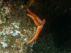 Henricia