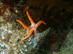 Henricia
