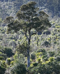 Pterophylla racemosa