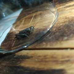 Gryllus veletis