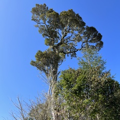 Pterophylla racemosa