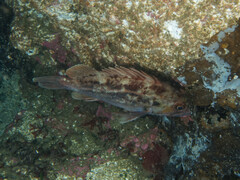 Sebastes auriculatus