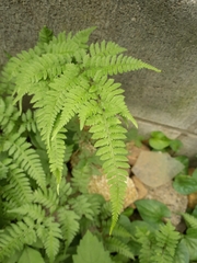 Athyrium niponicum