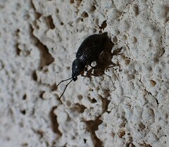 Otiorhynchus cribricollis