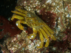 Telmessus cheiragonus