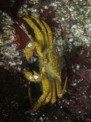 Telmessus cheiragonus