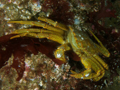 Telmessus cheiragonus