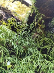 Lycopodium volubile