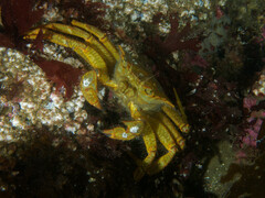 Telmessus cheiragonus