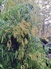 Lycopodium volubile
