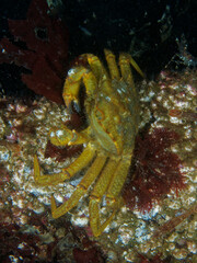 Telmessus cheiragonus