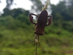 Anoplocnemis phasianus