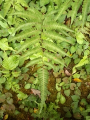 Athyrium niponicum