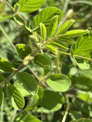 Indigofera spicata