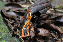 Ophiocordyceps