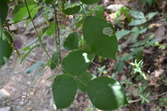 Canavalia septentrionalis