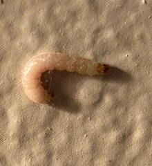 Plodia interpunctella