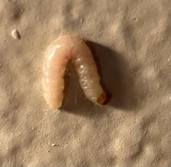 Plodia interpunctella