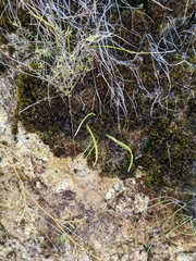 Thelymitra
