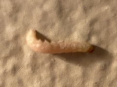 Plodia interpunctella