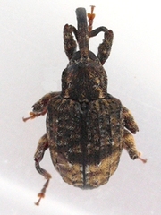 Conotrachelus