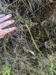 Thelymitra