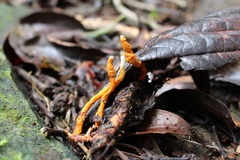 Ophiocordyceps