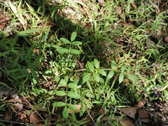 Pandorea jasminoides