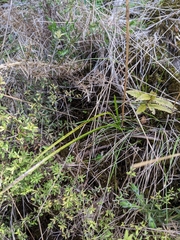 Thelymitra