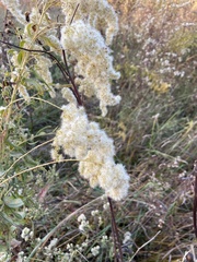 Sorbaria sorbifolia