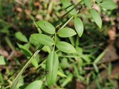Pandorea jasminoides