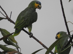 Amazona amazonica amazonica