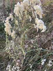 Sorbaria sorbifolia