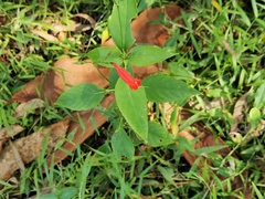 Ruellia brevifolia