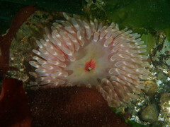 Urticina clandestina