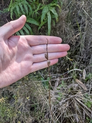 Thelymitra