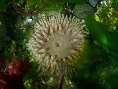 Urticina clandestina