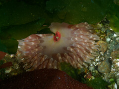 Urticina clandestina