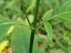 Ruellia brevifolia