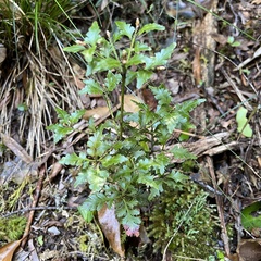 Phyllocladus alpinus