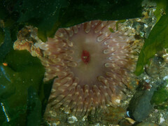 Urticina clandestina